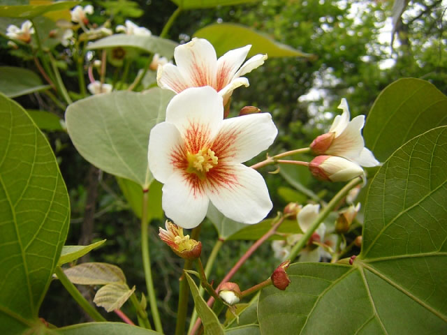 シナアブラギリの花